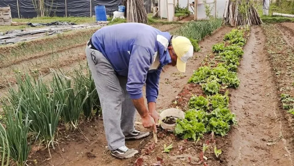 Continúa el ciclo de capacitaciones de huerta otoño - invierno en Cipolletti