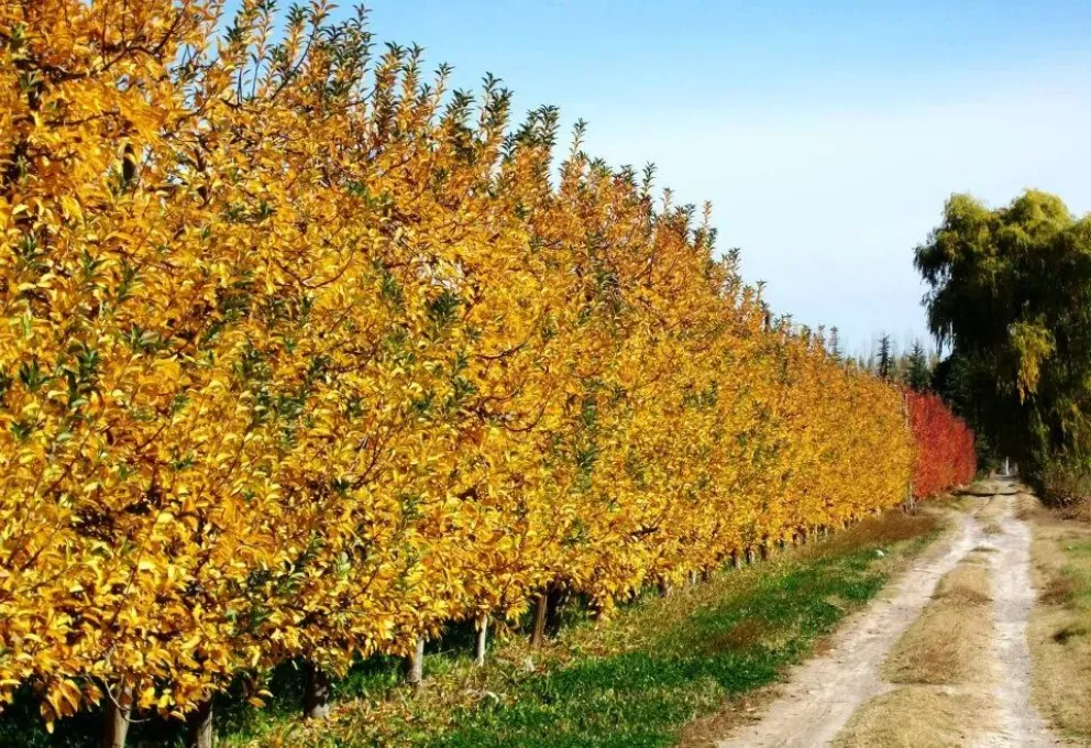 Clima: cuáles son las tendencias más importantes para el otoño