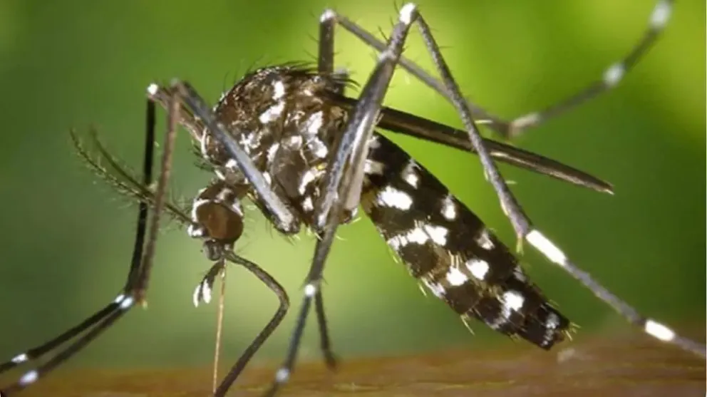 La Provincia refuerza las medidas de prevención del dengue frente a un caso sospechoso