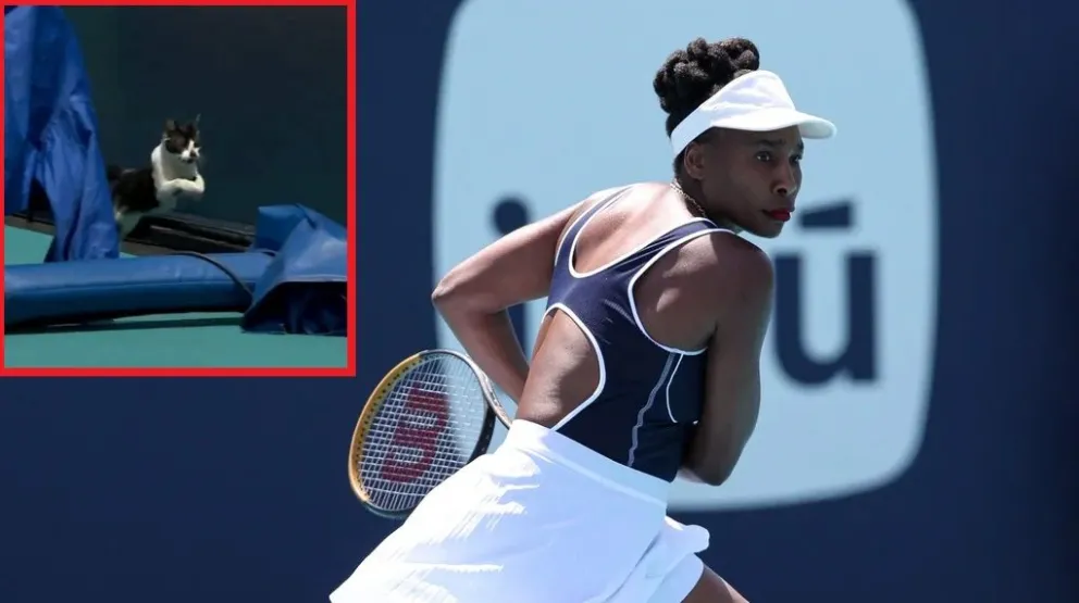 Viral: un gato se metió a la cancha del Master 1000 de Miami mientras jugaba Venus Williams 