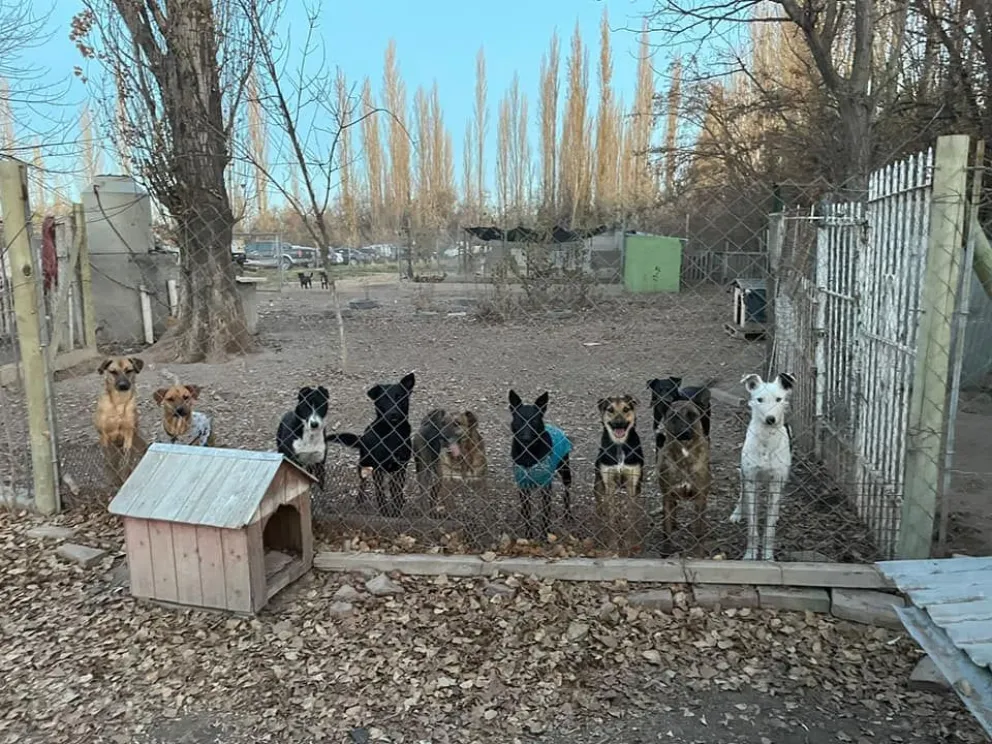 La Fundación para el Bienestar Animal sigue adelante y necesita colaboradores