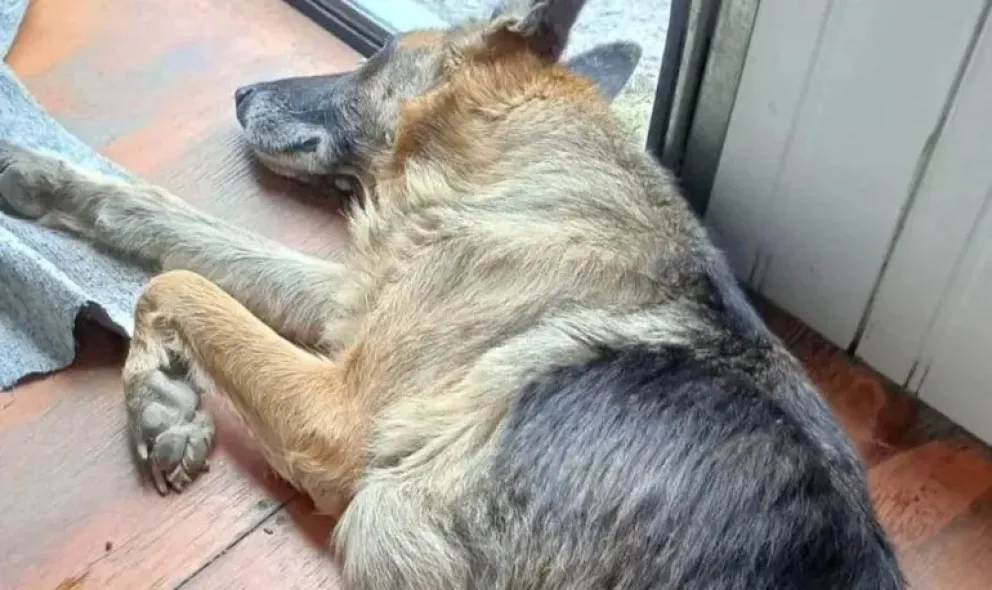 Indignante: abandonó a su perra enferma en la Ruta 22 y ahora necesita ayuda de la comunidad