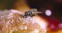 Cómo combatir las moscas en casa: los remedios caseros más efectivos