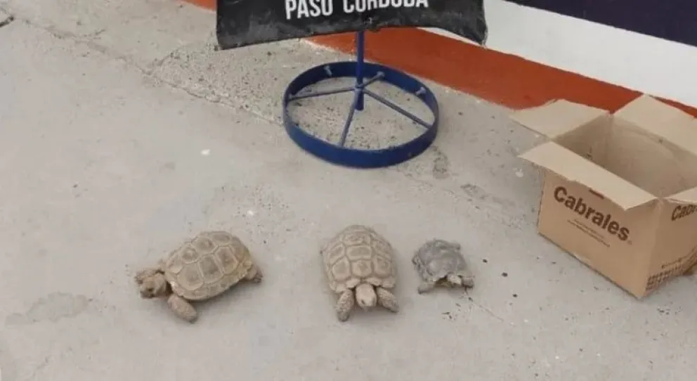 Insolito: un traficante de tortugas fue detenido en la región