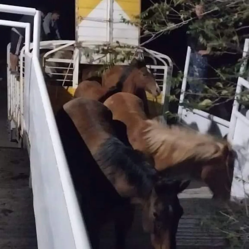 Retuvieron un camión con caballos ilegales en la ruta provincial