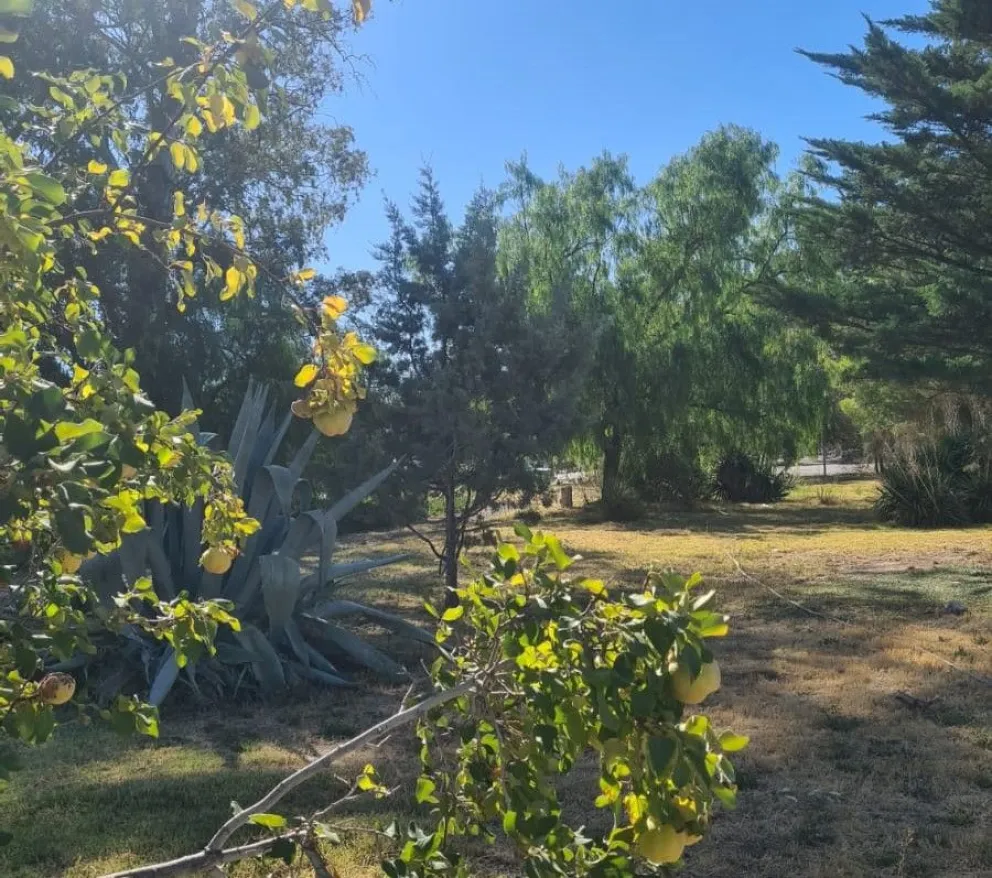 ¿Queres saber cómo estará el tiempo en el Alto Valle? Enterate acá