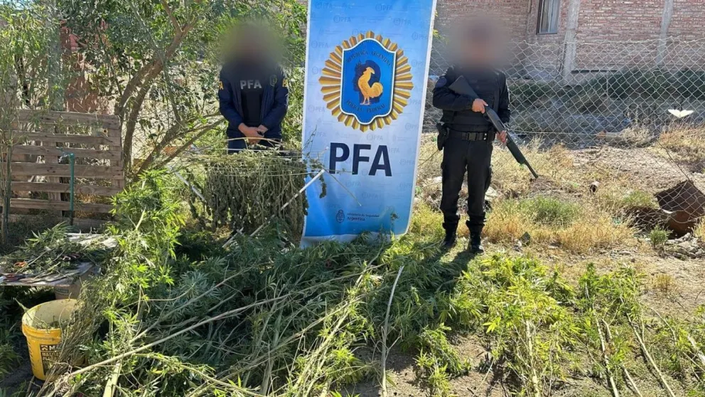 Una mujer quedó detenida durante el operativo “Narcovivero” en el Alto Valle