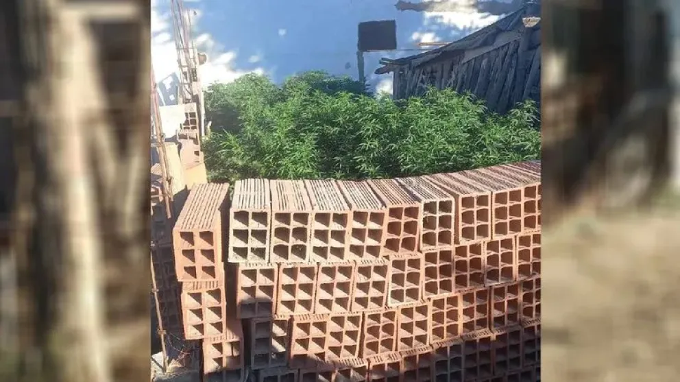 La policía secuestró una gran cantidad de plantas de marihuana entregadas voluntariamente