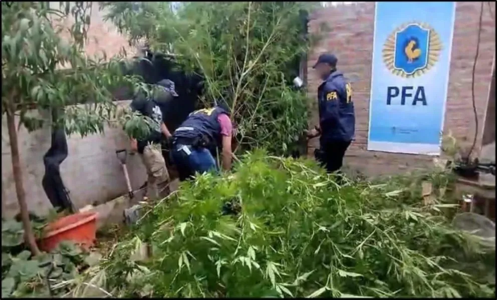 Policía Federal secuestró gran cantidad de plantas de marihuana durante el operativo “Floricienta”