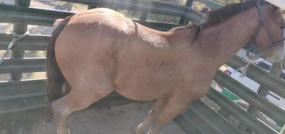 Detuvieron a un caballo callejero: la policía intervino por incumplimiento de normativas