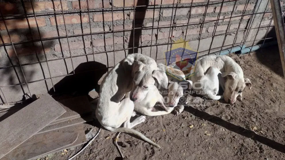En medio de un allanamiento, descubrieron un preocupante caso de maltrato animal 