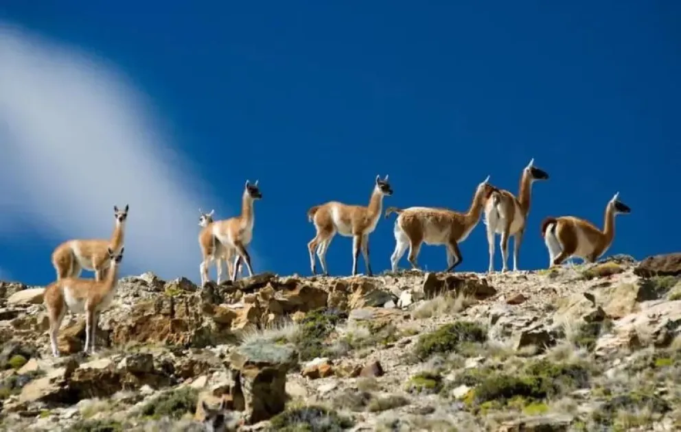 Polémica en Santa Cruz por la habilitación de la caza de zorros, pumas y guanacos