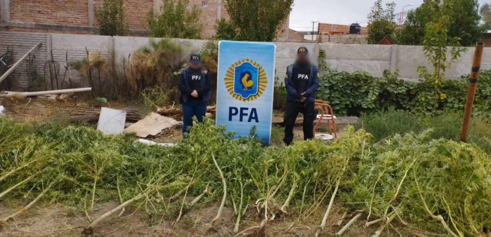 Desarticularon “La finca de las flores” en el Alto Valle y secuestraron 140 kilos de marihuana