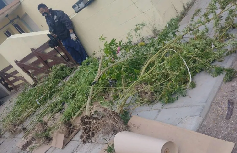 Secuestraron plantas de marihuana en el Alto Valle, habían sido robadas a un vecino con autorización