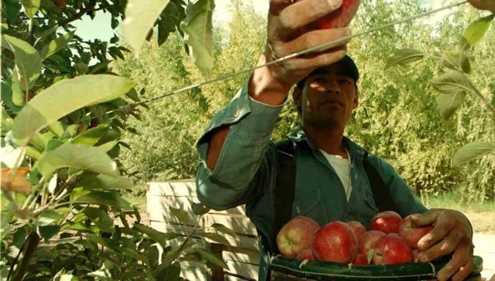Importante aumento de las exportaciones de peras y manzanas desde el puerto rionegrino