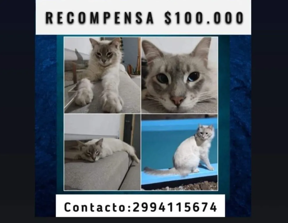 Se les perdió el gatito y ofrecen una increíble recompensa