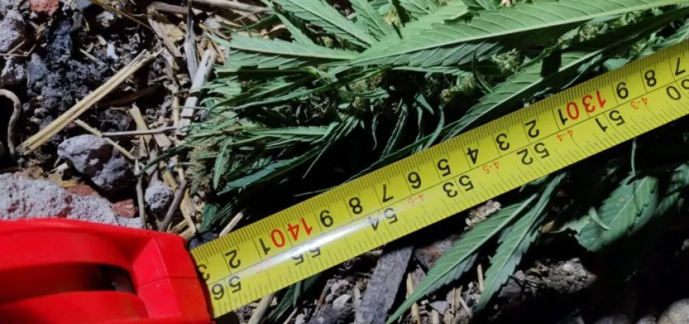 Un hombre quedo detenido por el robo de plantas de cannabis
