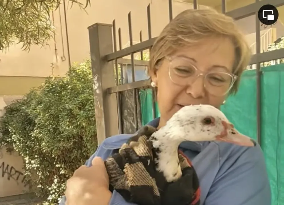 Realizan una campaña para encontrar hogar a Daniela, una patita rescatada en Cipolletti
