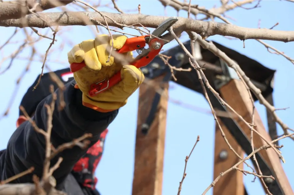 ¿Buscas alternativas laborales? En Cipolletti lanzan curso de poda gratuito