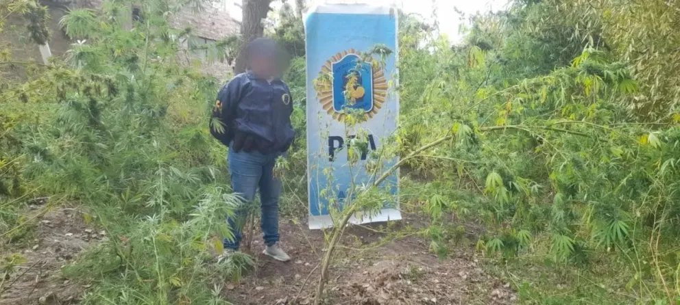 Allanamiento permite incautar 190 kg de marihuana y 24 dosis de cocaína en el Alto Valle