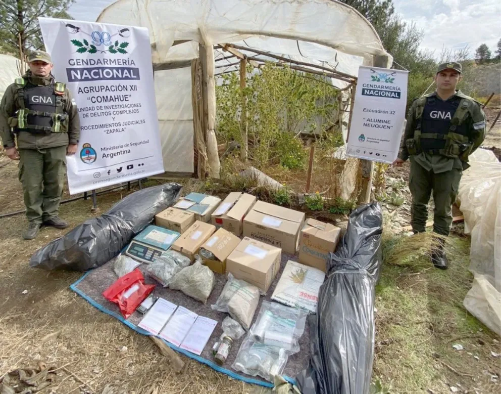 “La casa de las flores”: Gendarmería desmanteló un vivero clandestino de marihuana