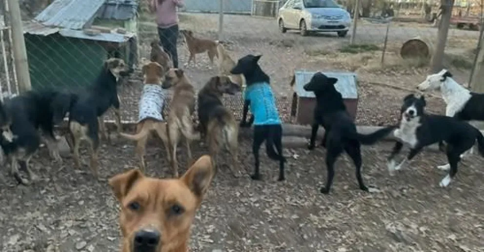 Jornada solidaria: caminata a beneficio de los animales