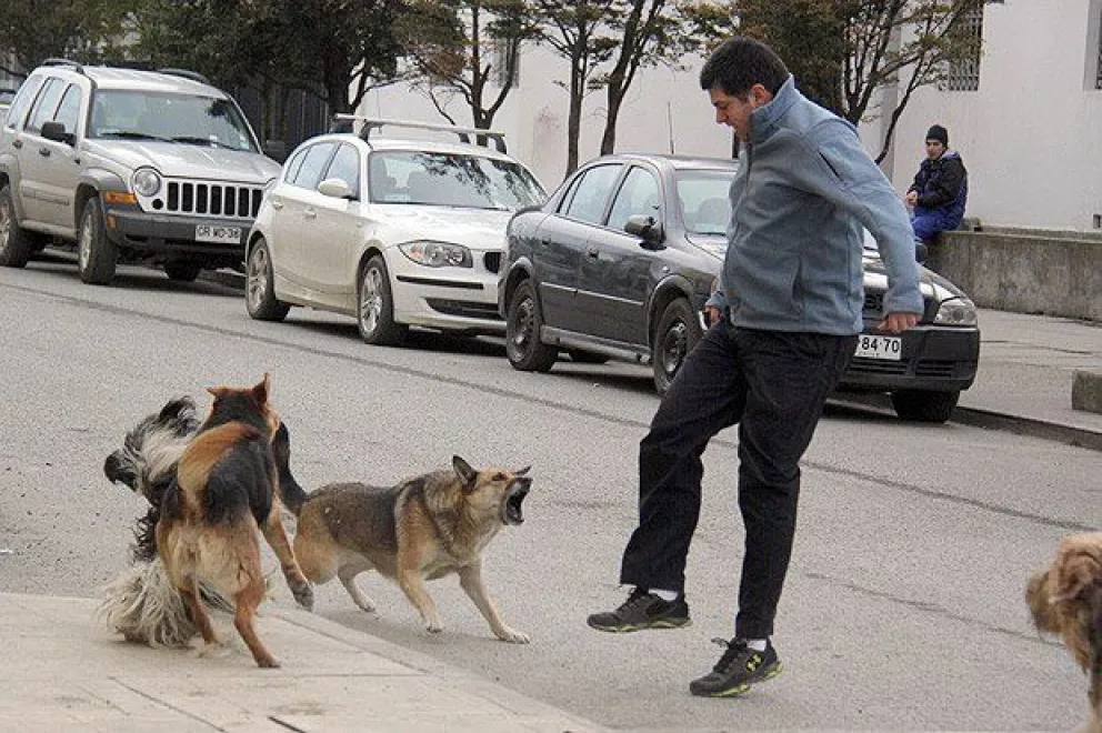 Preocupa la cantidad de perros sueltos y agresivos en los barrios