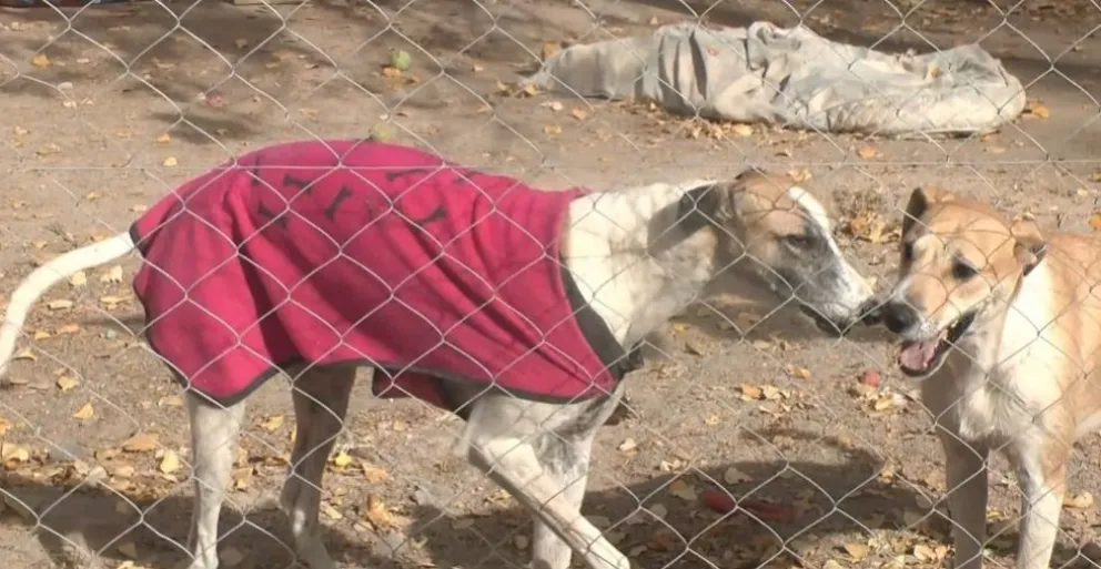  Funpabia: 15 años protegiendo y cuidando animales abandonados