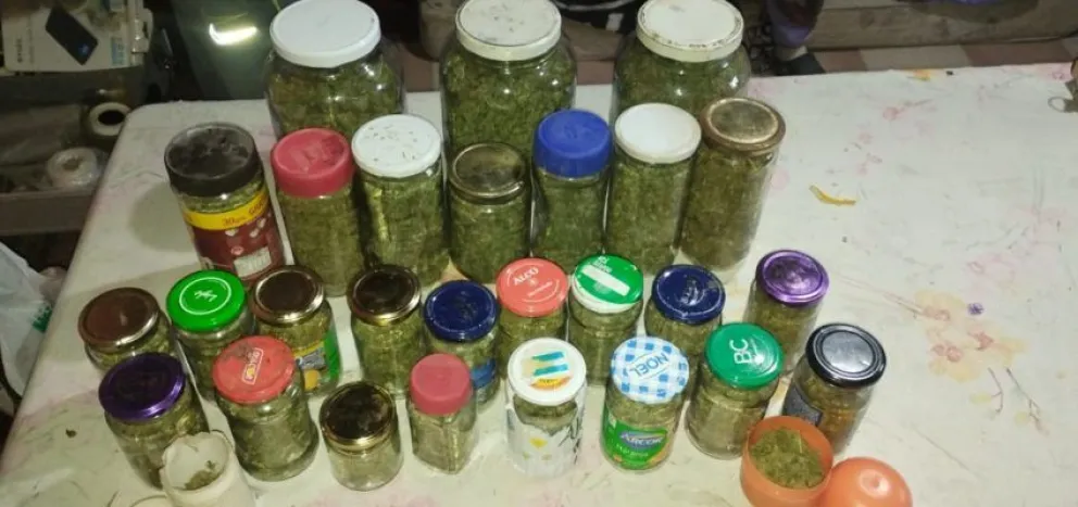 Incautaron una plantación de marihuana en la ciudad de Cipolletti