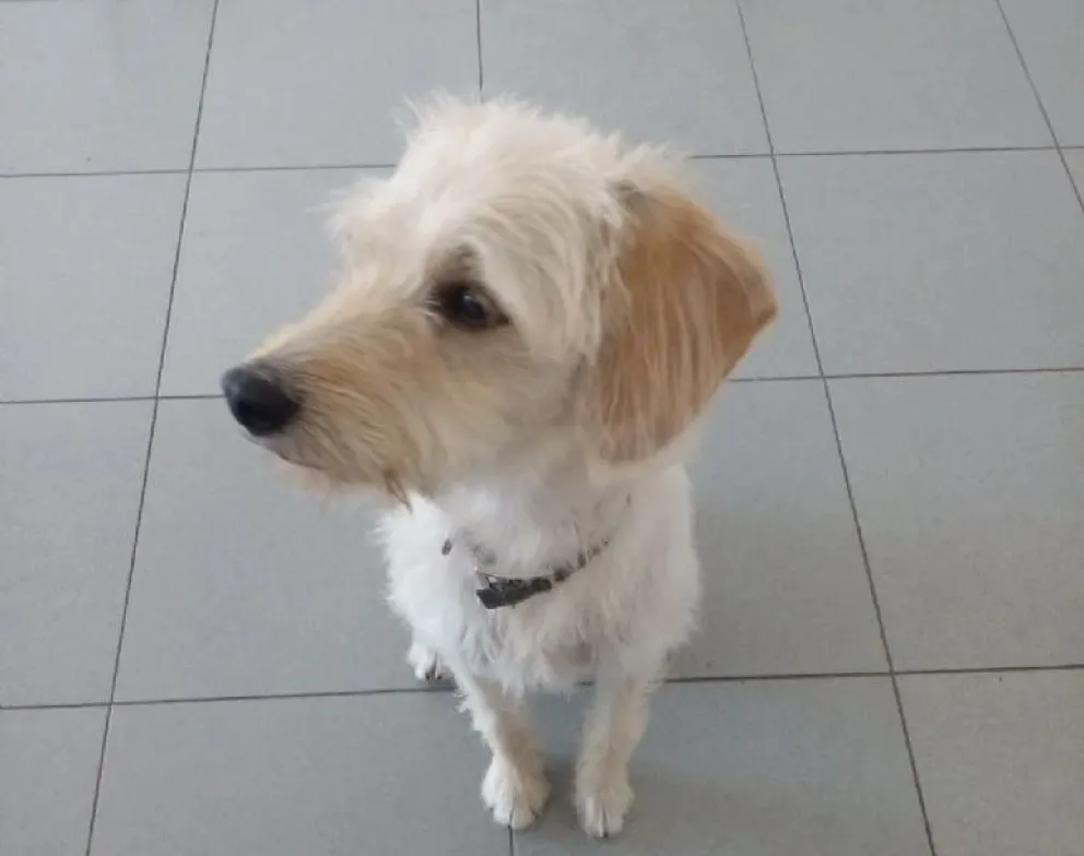 Buscan desesperadamente a un cachorro porteño desaparecido en Neuquén