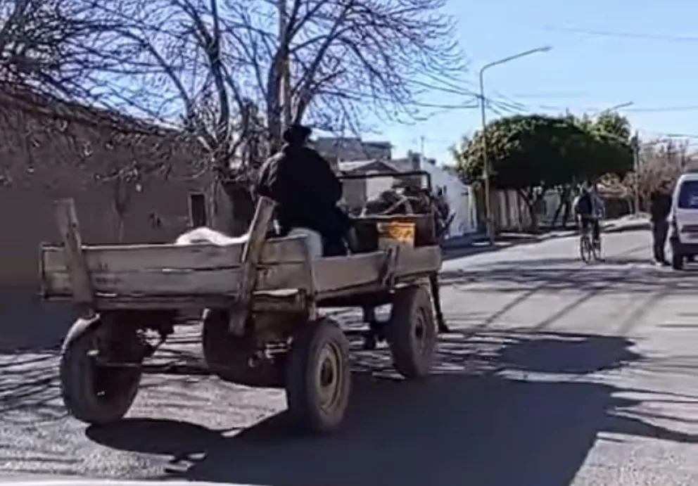Rescataron a un caballo que circulaba por las calles de la ciudad desnutrido y en estado de abandono 