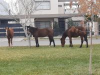 Peligro: caballos sueltos en el barrio Las Viñas