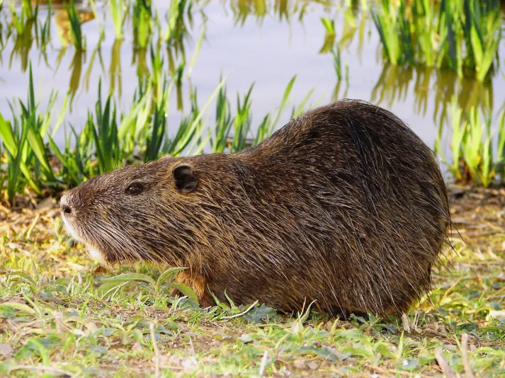¡Cuidado, nutria a la vista! El Centro Cultural Cipolletti tuvo una insólita visita 