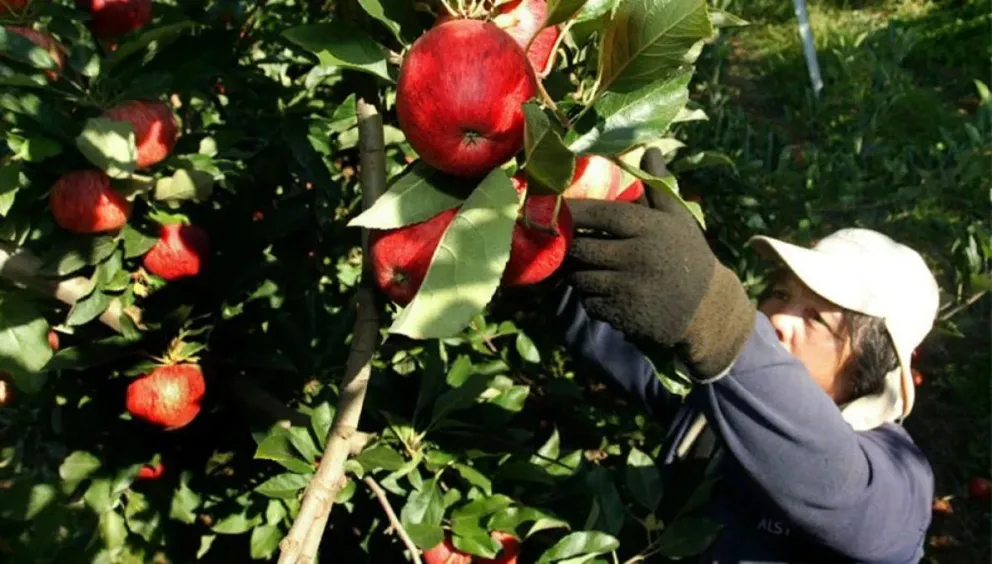 ¿Buscás capacitarte en el campo frutícola? Lanzan un curso de poda de frutales en el Alto Valle 