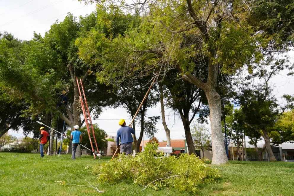 Tareas de poda en calle Yrigoyen: piden no estacionar este domingo