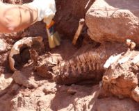 En Fernández Oro se realizó el primer descubrimiento de restos humanos arqueológicos del Alto Valle