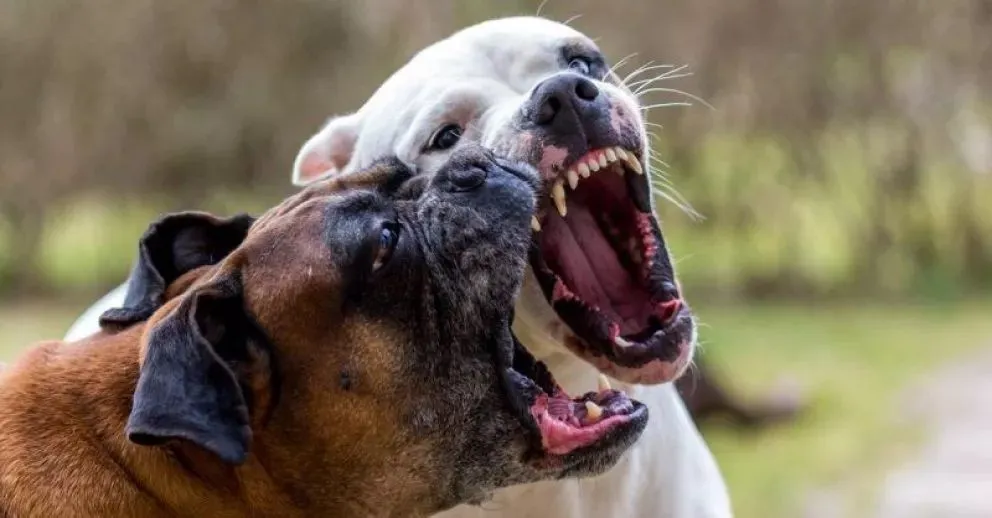 Los perros de un intendente del Alto Valle atacaron a una niña y tuvo que indemnizar a la familia