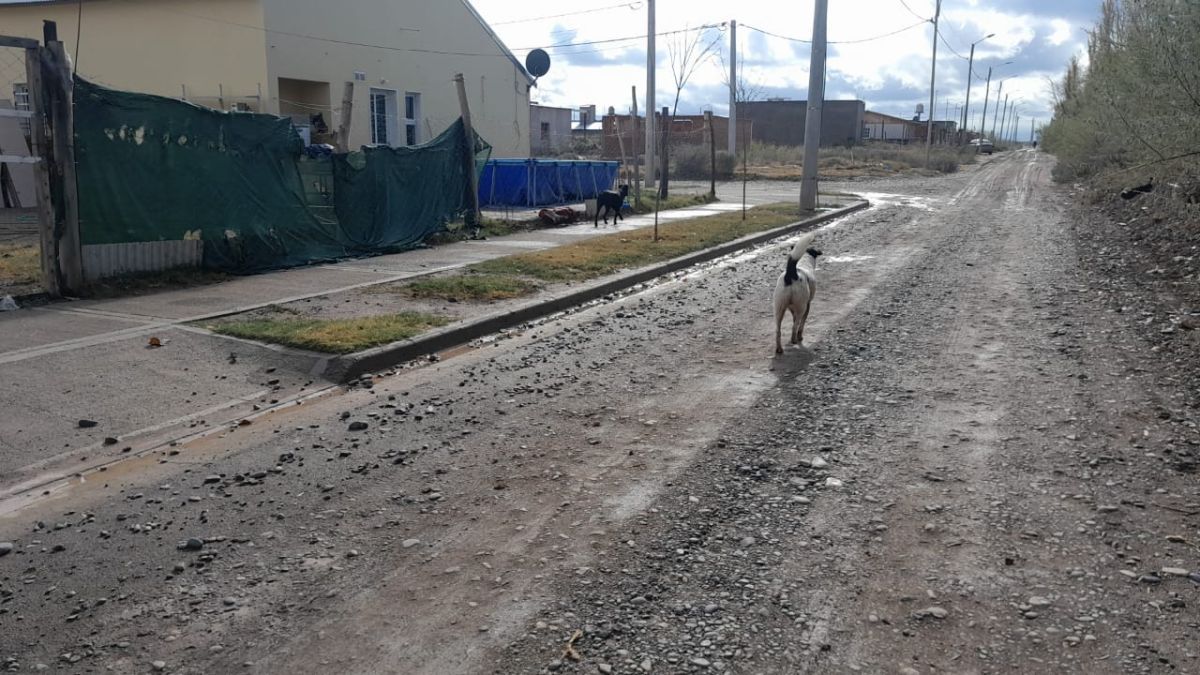 Vecinos denuncian la cantidad de perros sueltos en el Mapu