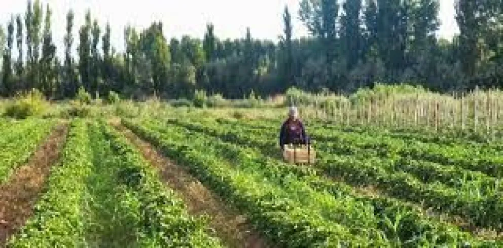 En Cipolletti brindarán capacitación sobre manejo de plagas en cultivos hortícolas 
