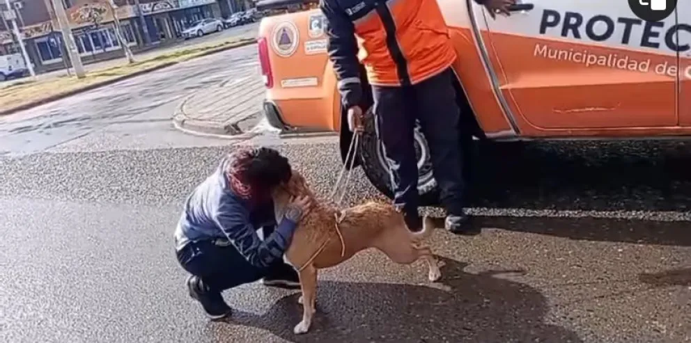 La emotiva odisea de Shiba: Un rescate con final feliz en Cipolletti