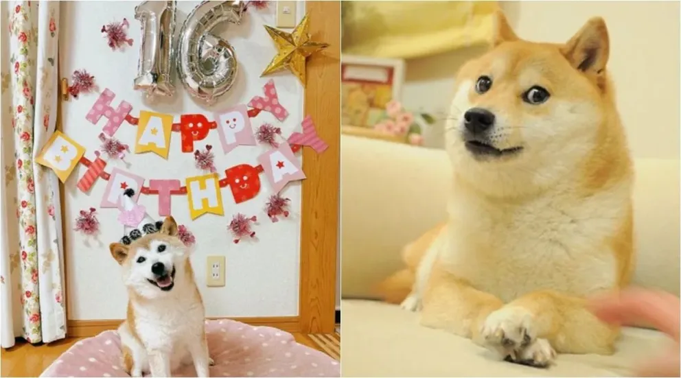 Adiós a Kabosu, la famosa perrita de los memes y las criptomonedas