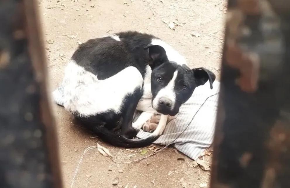La Unidad 24 de Cipolletti rescató a un perrito desnutrido