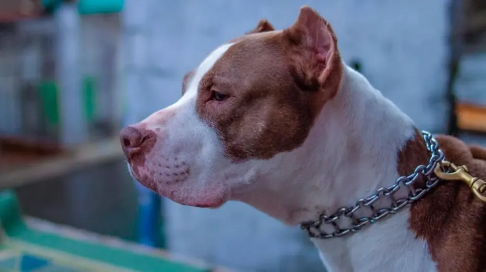 Fue atacado por dos perros pitbull al ingresar a robar en una vivienda: está en grave estado