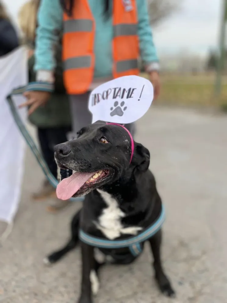 Convocan a una nueva edición de la “Caninata” este fin de semana