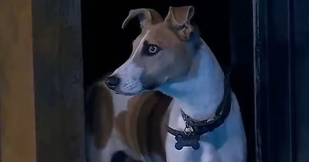 El preocupante pedido de los rescatistas de Arturo a Gran Hermano