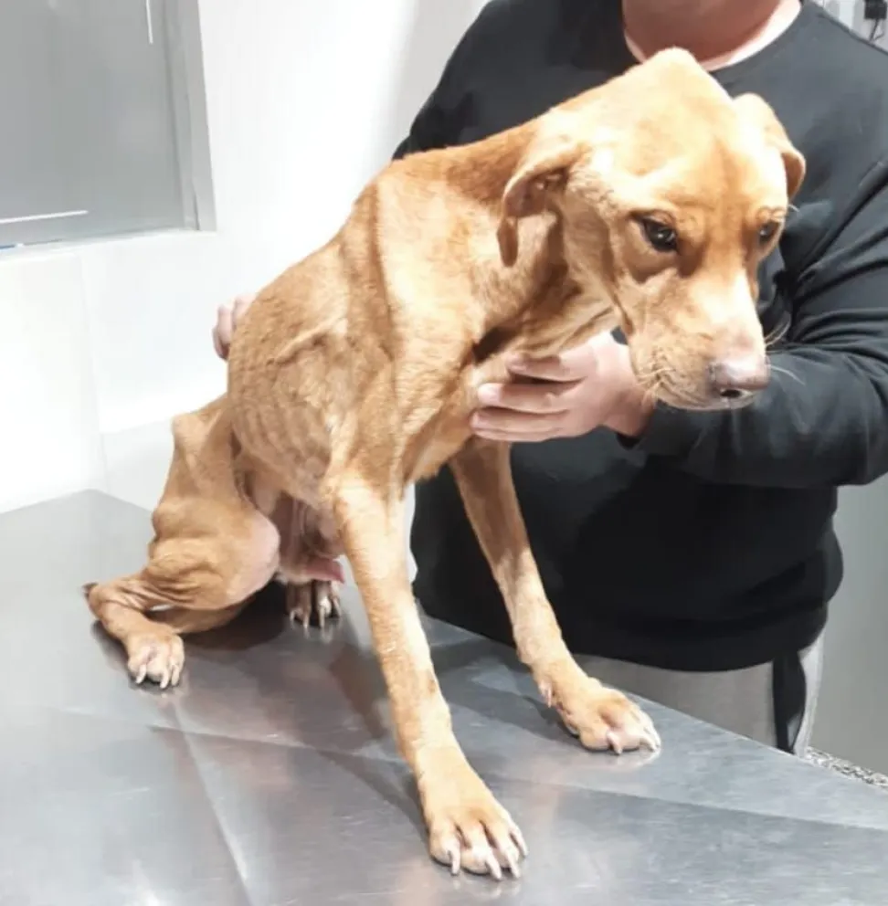 Tras un allanamiento, rescatan a un perrito que sufría maltrato 