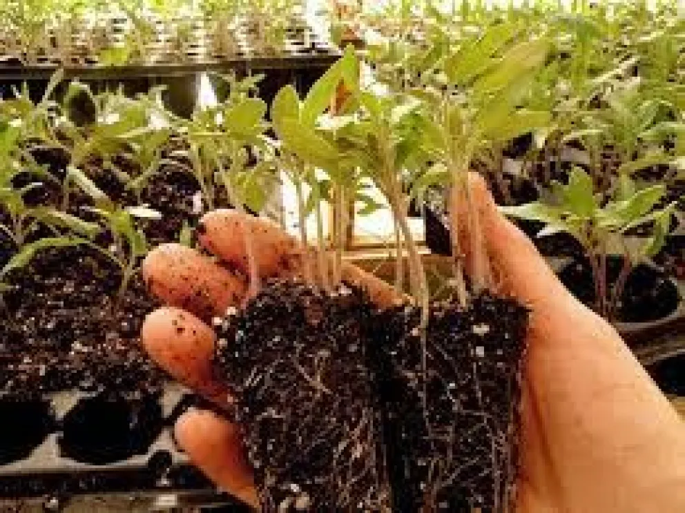 En Cipolletti convocan a la Feria de plantines e intercambio de semillas agroecológicas