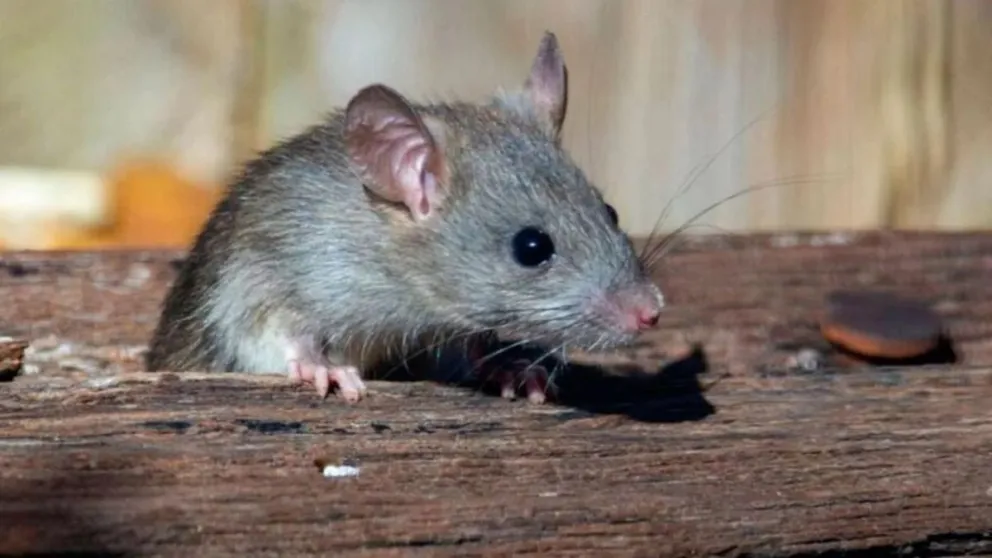 Alerta en Córdoba por leptospirosis: un hombre falleció y otro se encuentra en estado crítico