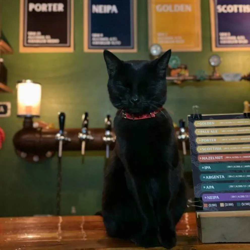 Un municipio de la región aprobó la ordenanza de locales “amigables con las mascotas”