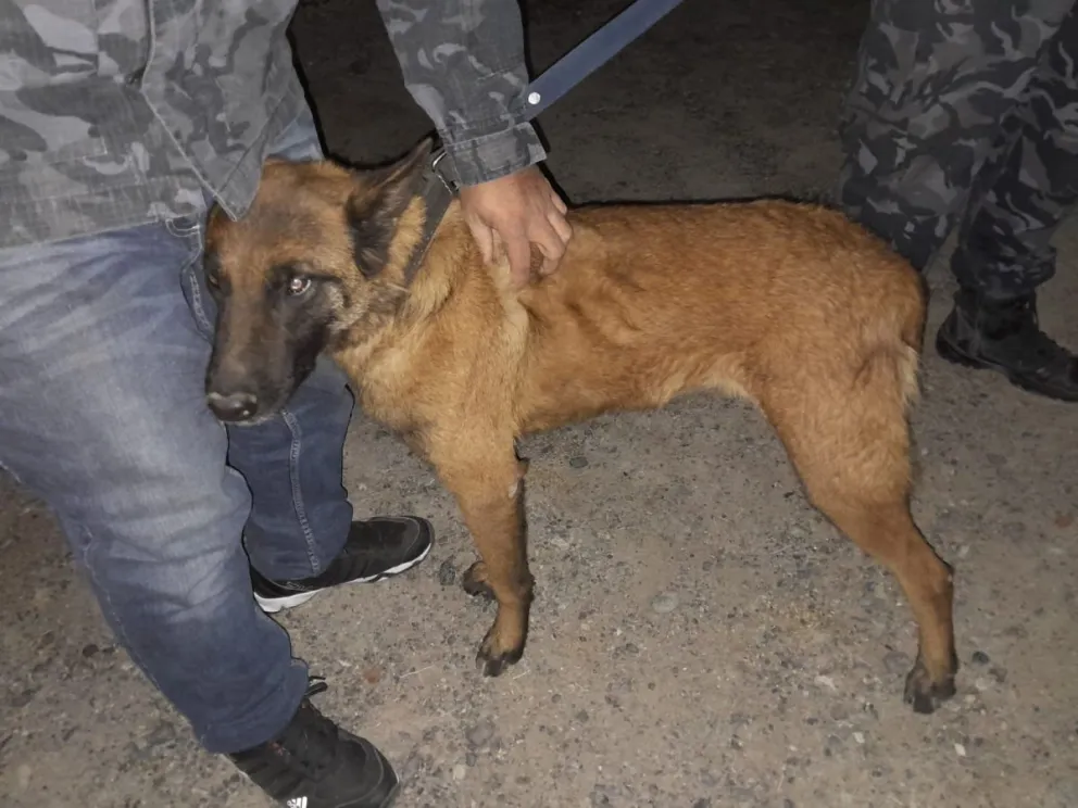 La perra Delta fue clave para encontrar a la abuela Tina de 82 años